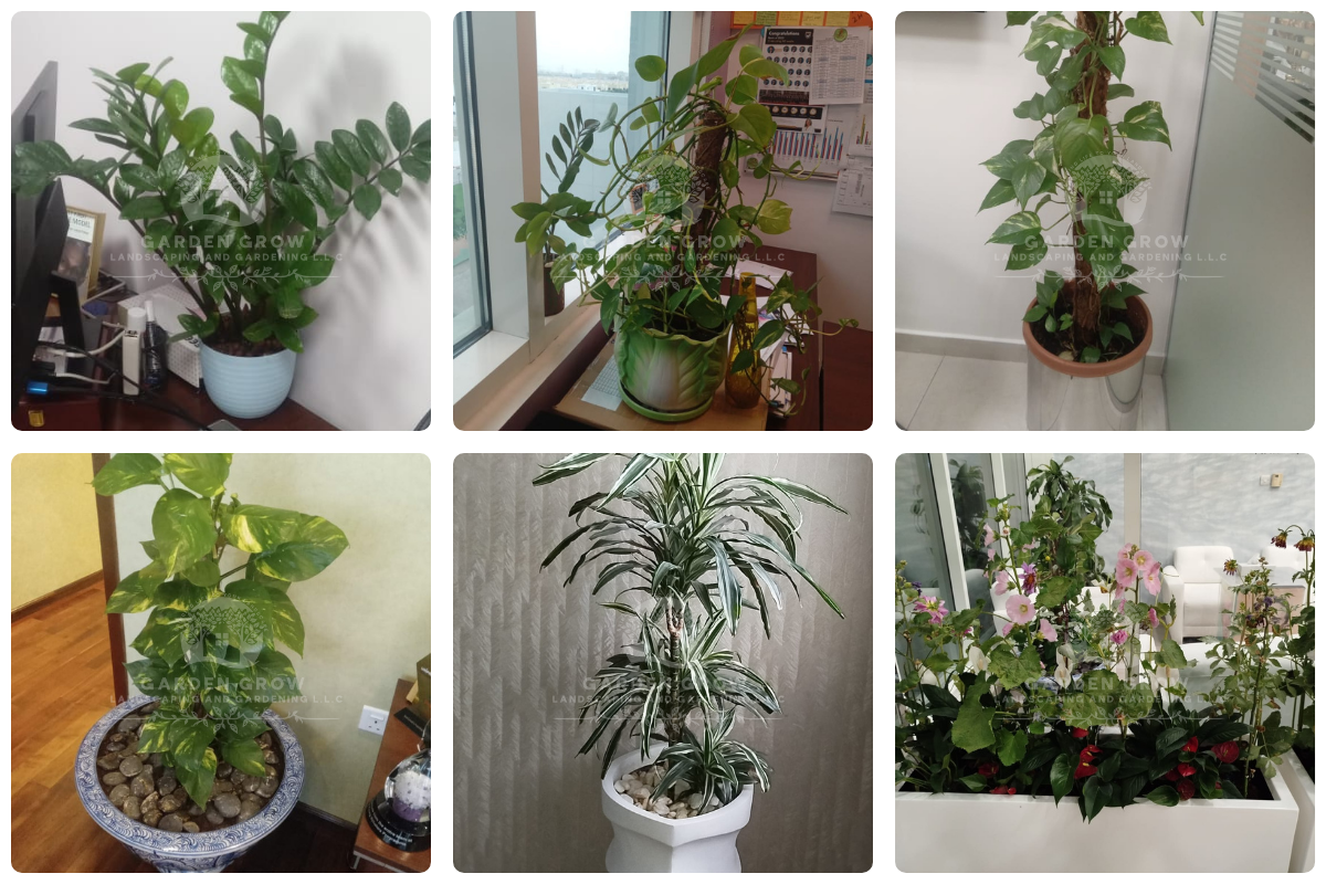 GEMS Modern Academy Dubai 2