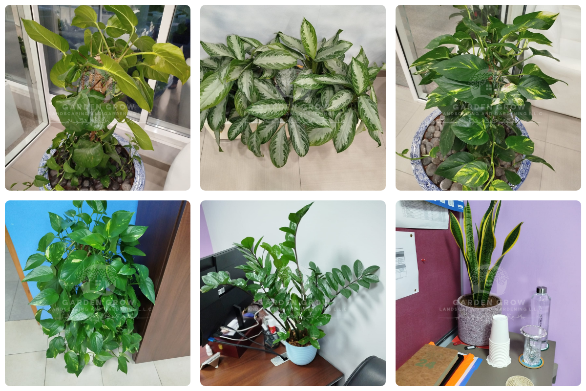 GEMS Modern Academy Dubai 4