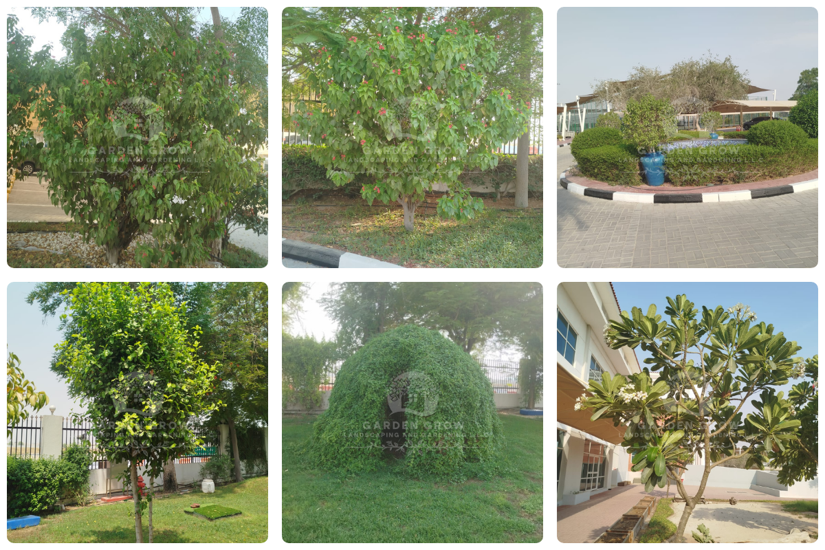 GEMS Modern Academy Dubai 7