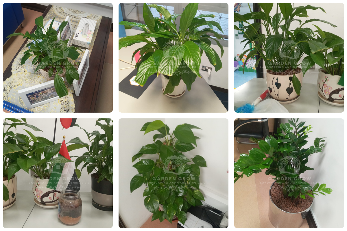 GEMS Winchester School Abu Dhabi 1