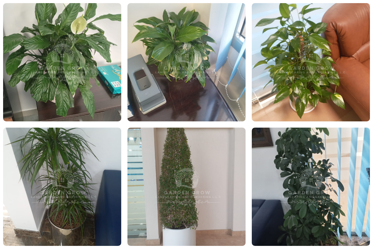 GEMS Winchester School Abu Dhabi 2