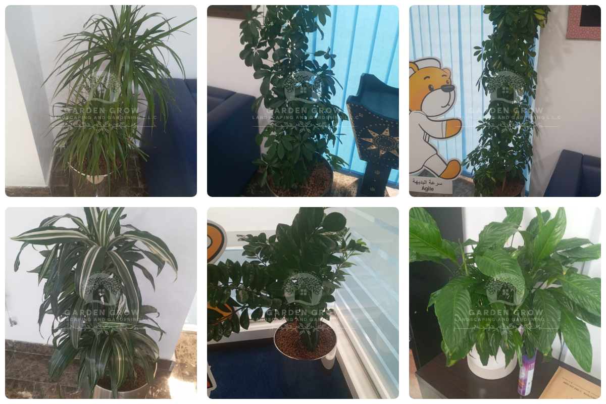 GEMS Winchester School Abu Dhabi 4