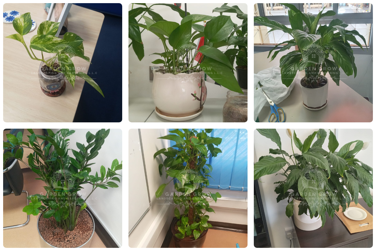 GEMS Winchester School Abu Dhabi 6