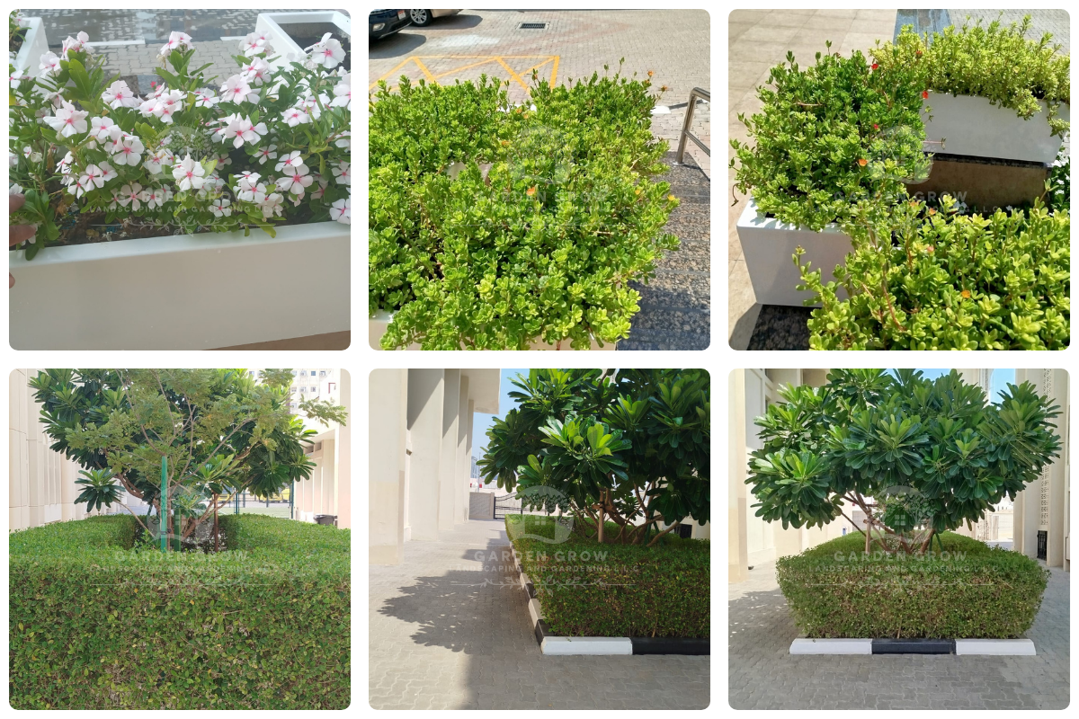 GEMS Winchester School Abu Dhabi 8