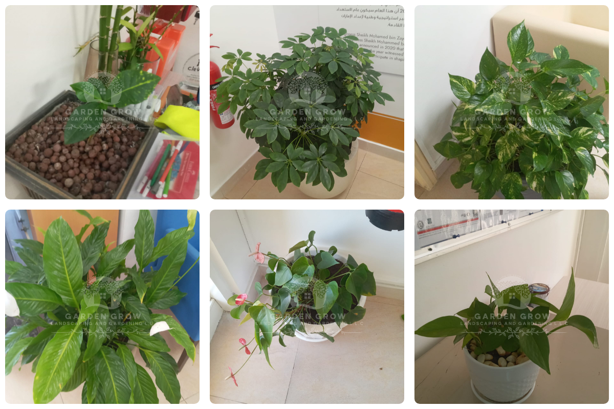 Gems The Cambridge High School Abu Dhabi 7