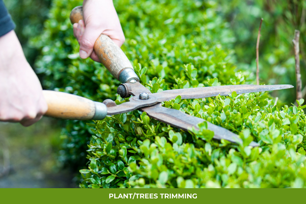 Plant_trees trimming