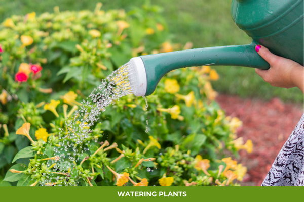 watering plants