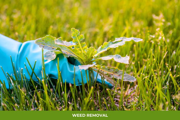 weed Removal